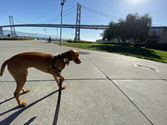 A Canine's Walk in Rincon Park
