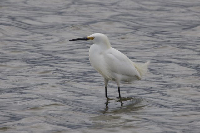 Graceful Guardian of the Bay