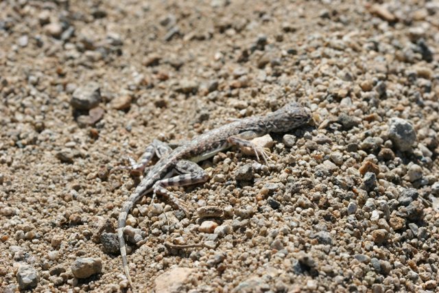 Tiny Lizard in the Desert
