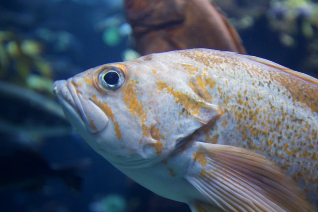 Golden-Spotted Fish in Aquarium Close-Up Portrait