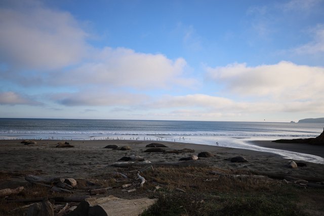 Elephant Seals Resting on Drakes Beach at Dusk