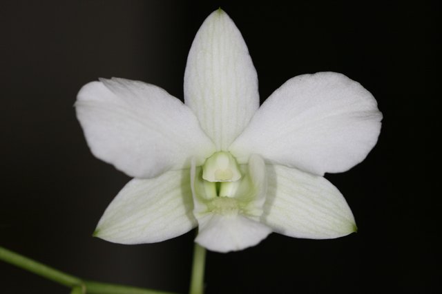 White Orchid on Black