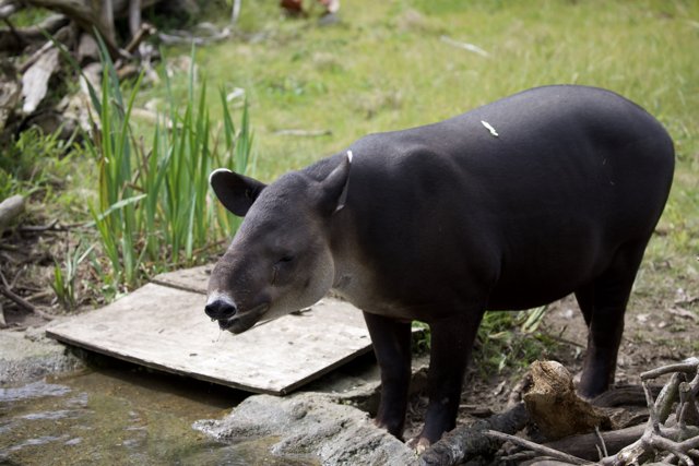 A Day at SF Zoo: Encounter with the Mysterious Black Mammal