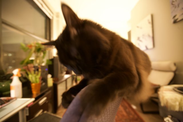 Feline Perch in Living Room