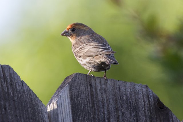 Perched Beauty