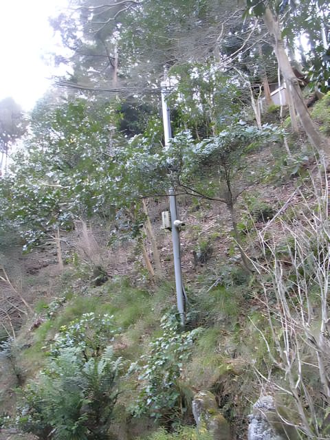 Hillside View of Kyoto's Lush Vegetation