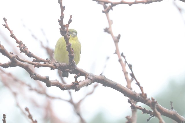 Yellow-Green Finch Perched on Winter Branch