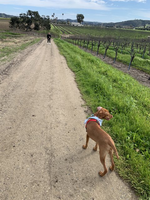 Canine Companion on a Vineyard Path