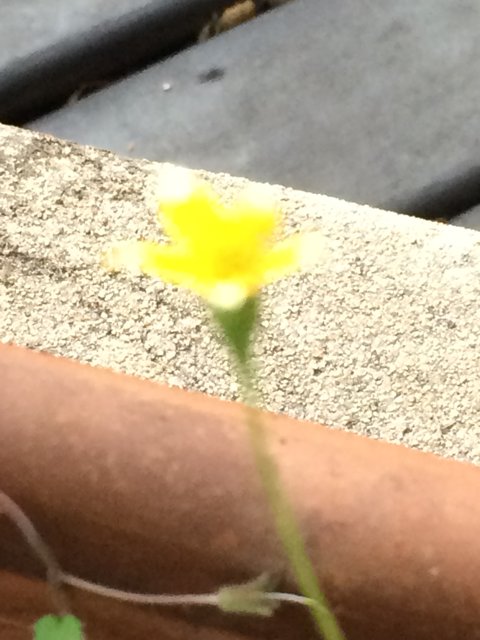 Sunny Bloom Against Concrete