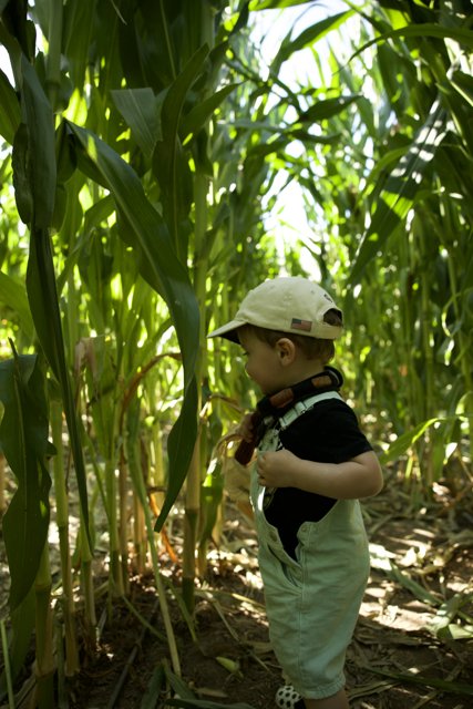 The Young Explorer: An Afternoon in the Cornfield