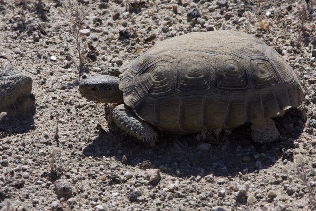 Desert Tortoise Takes a Stroll