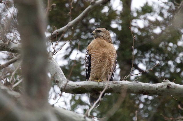 Red-Shouldered Hawk Perched in Winter Tree