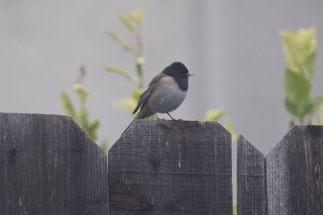 Dark-Eyed Junco Perched on Weathered Garden Fence