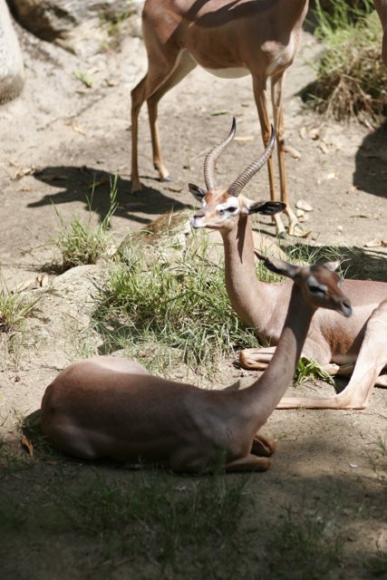 A Herd of Impalas and Antelopes Grazing in the Zoo