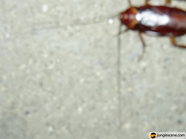 Spread-Legged Cockroach
