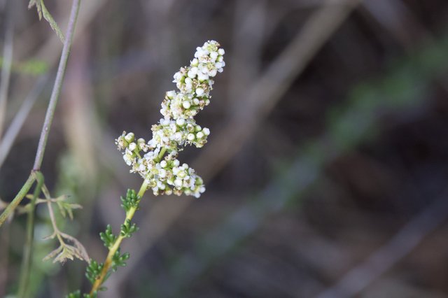 Delicate White Wildflowers Bloom on Mt. Diablo