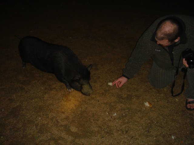 Late-Night Pig Feeding