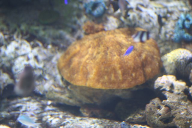 Majestic Orange Sea Urchin