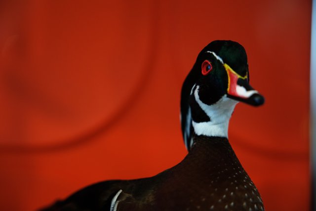 Vibrant Wood Duck Portrait