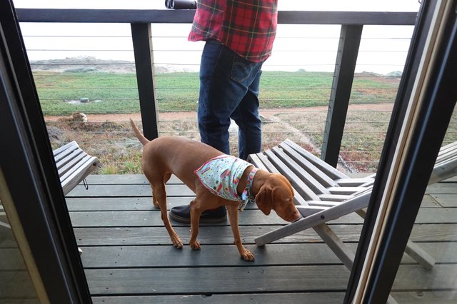 Dog in Colorful Sweater on Deck