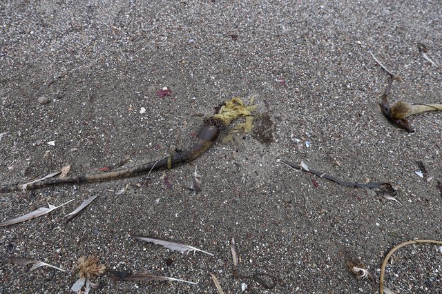 Decomposing Kelp Washed Ashore on Sandy Beach