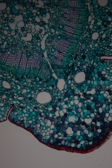 Green and Blue Plant Cell