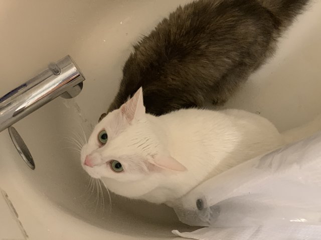 A Cozy Sink for Two