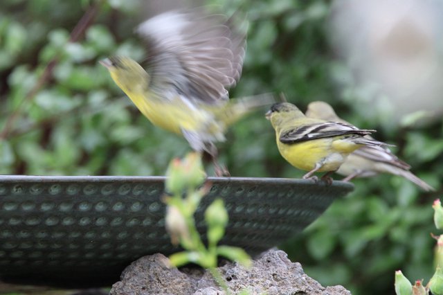 Siskins in Motion at Garden Bird Bath