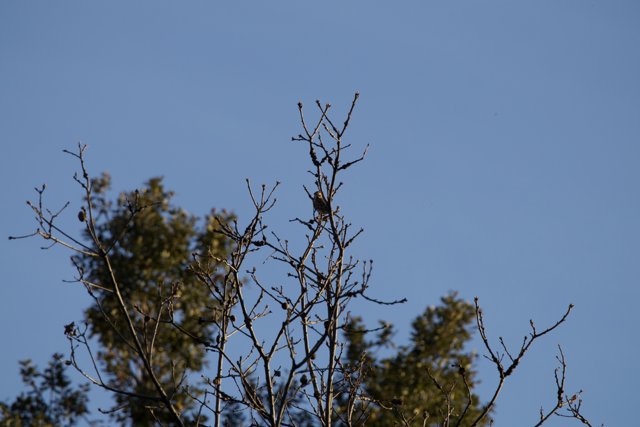 Silent Guardians of the Sky