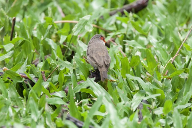 Hidden Hues: A Finch Amongst the Foliage