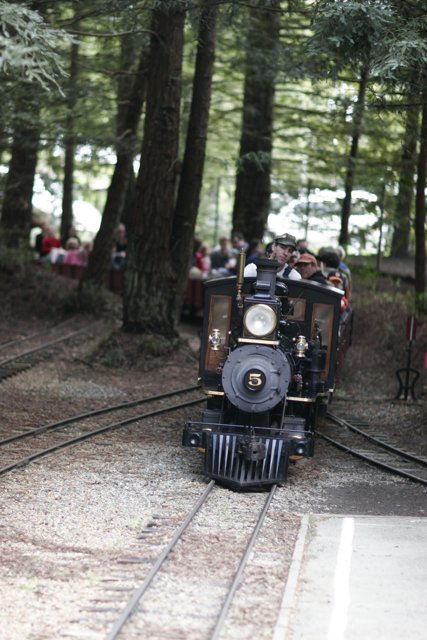 Riding Through the Forest on a Locomotive