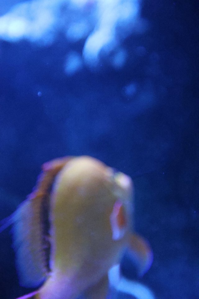 Jellyfish Swimming in Deep Blue Aquarium Waters
