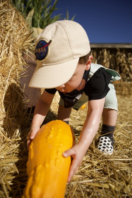 Autumn Harvest - A Boy and His Pumpkin