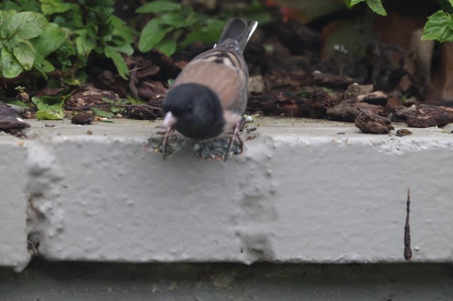 Dark-eyed Junco Foraging on Garden Ledge