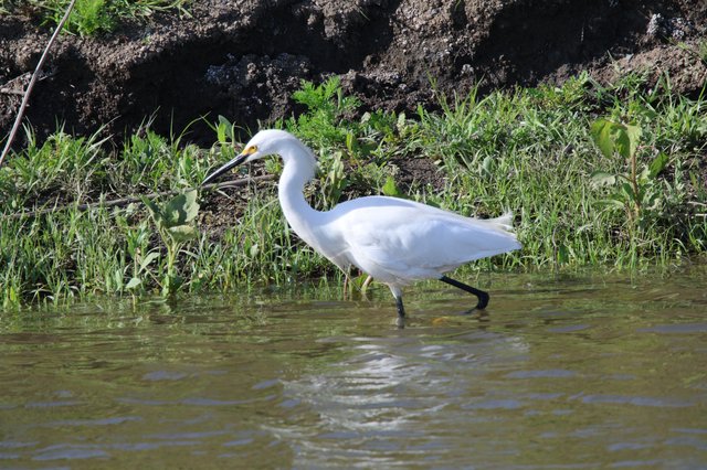 Snowy Egret Foraging in Shallow Wetland Waters