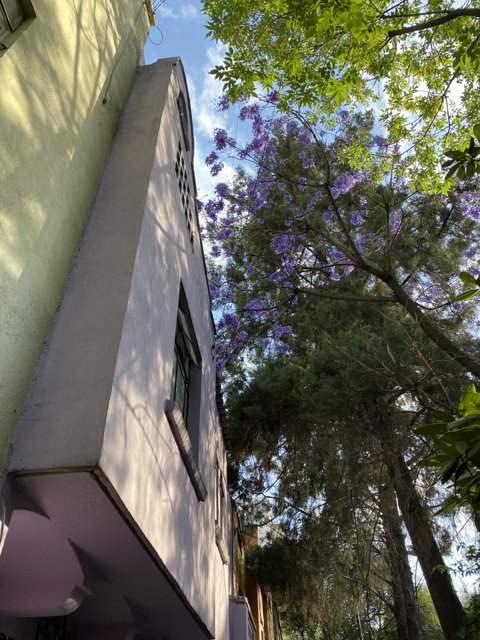 Purple Building with Tree and Blue Sky