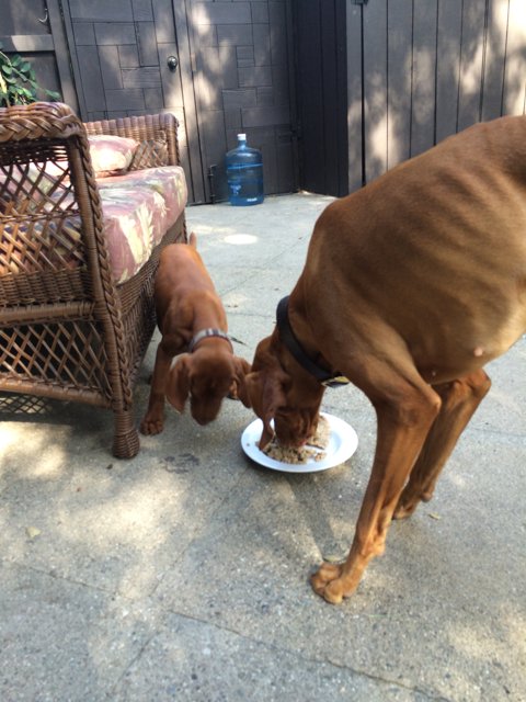 Two dogs enjoying a meal