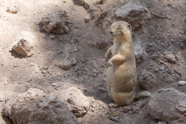 Ground Squirrel Posing on the Rocks
