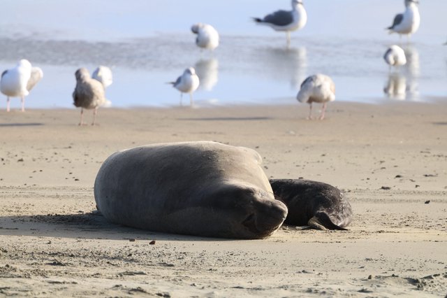Elephant Seal Mother and Pup Resting on Sandy Beach