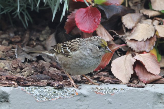 Golden-Crowned Sparrow Among Autumn Leaves in Garden