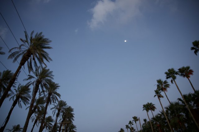 Moonlit Palms at Dusk - Coachella 2024