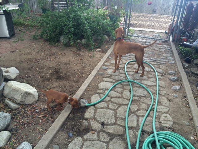 Dogs having a blast with hose in Altadena backyard