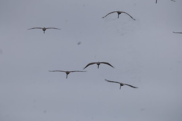 Sandhill Cranes Soaring Through Overcast Skies