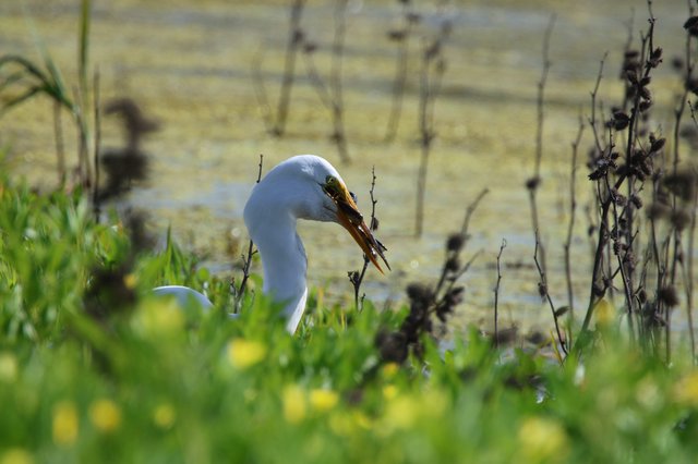 Great Egret Hunting with Fresh Catch at Wetland