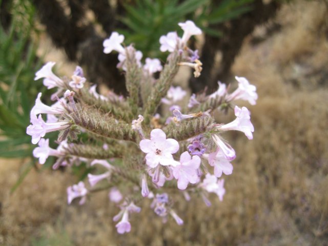 A Geranium with Acanthaceae Petals in the Desert