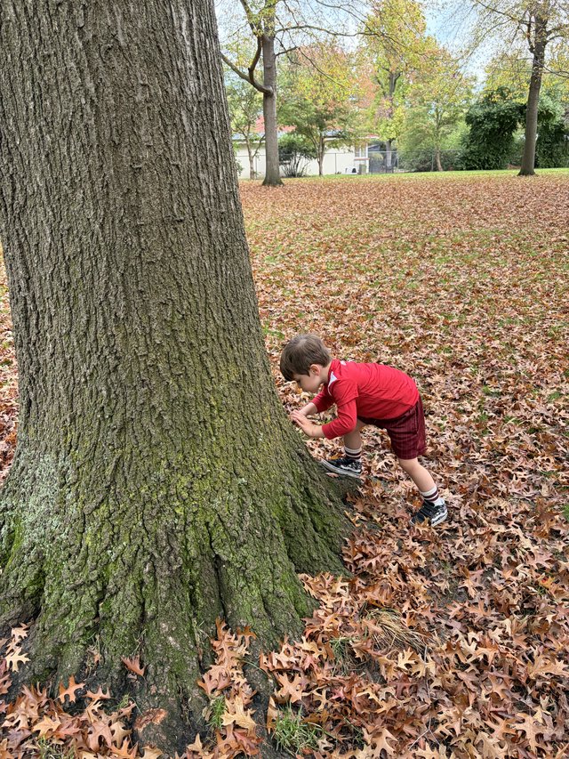 Child Playing Hide and Seek Behind Tree in Autumn Park