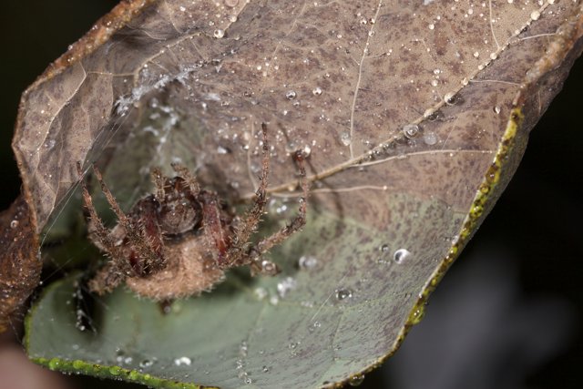 Garden Spider on a Leaf