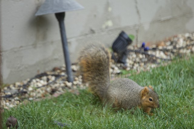 Fox Squirrel Foraging in Suburban Backyard Garden