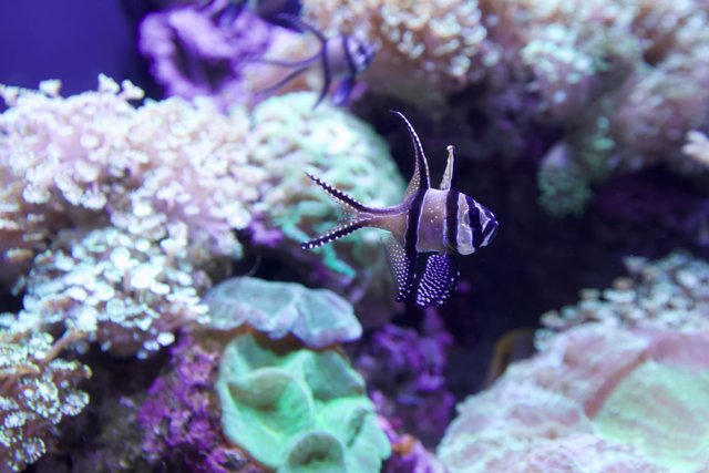 Striped Fish in an Aquarium