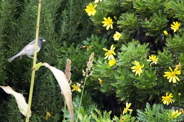 Bird Among Yellow Wildflowers and Evergreen Foliage